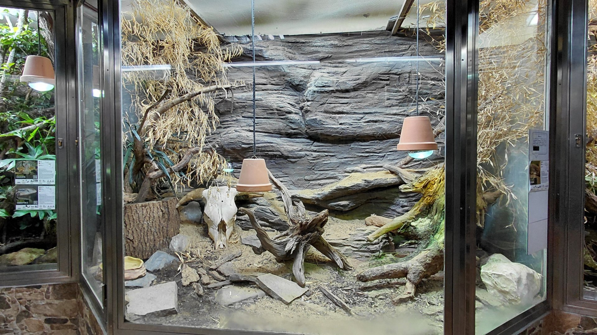 Savannah monitor exhibit