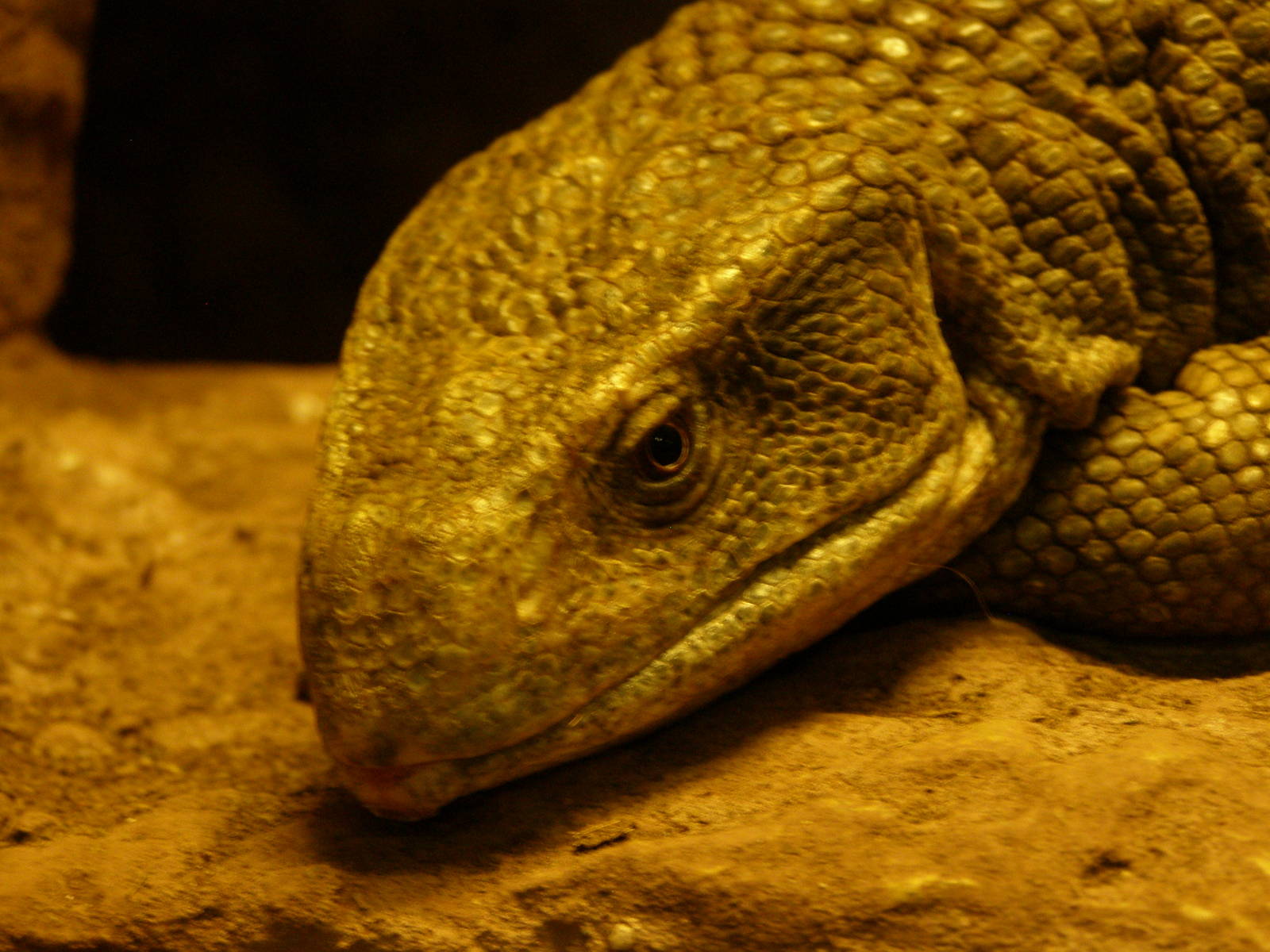 savannah monitor (Varanus exanthematicus)