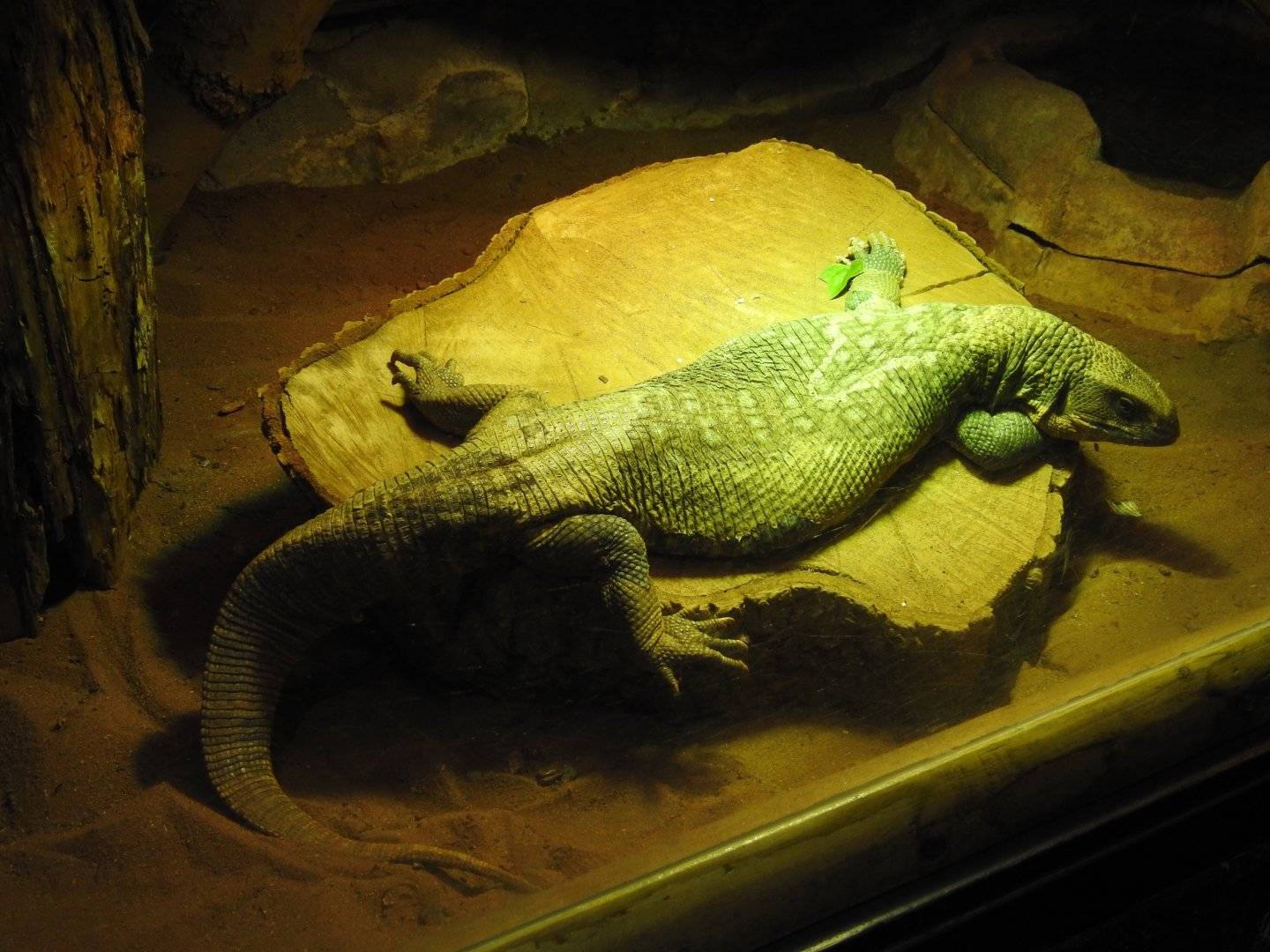 Savannah Monitor (Varanus exanthematicus)