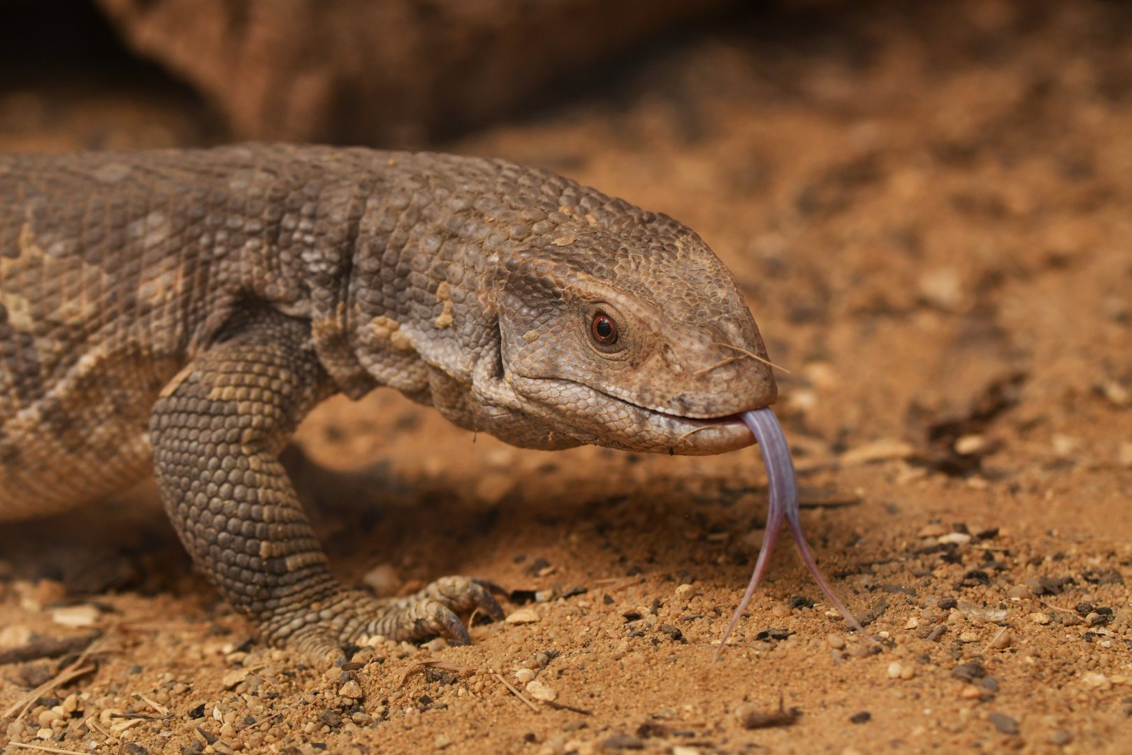 Savannah monitor (Varanus exanthematicus)
