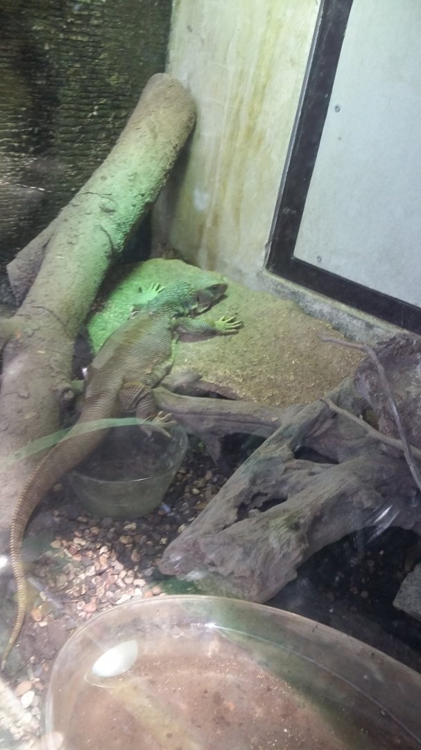 Savannah monitor (Varanus exanthematicus)