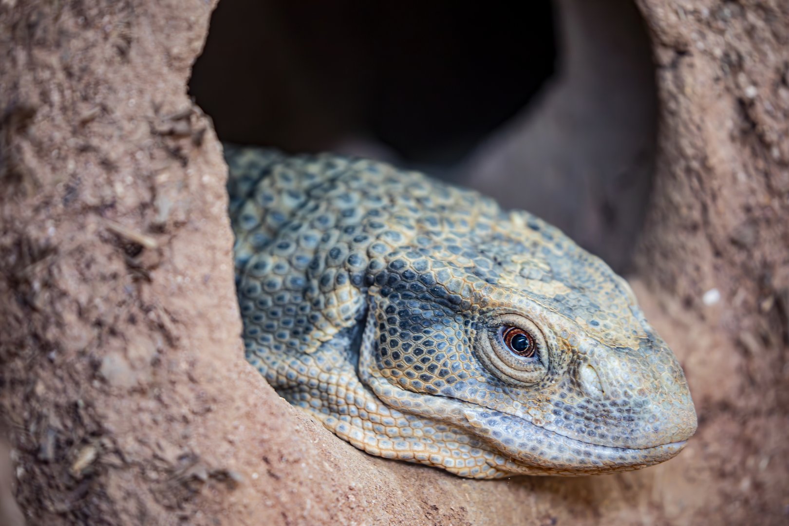 savannah monitor (Varanus exanthematicus)