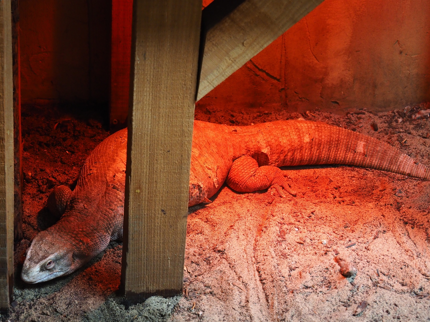 Savannah monitor (Varanus exanthemicus)