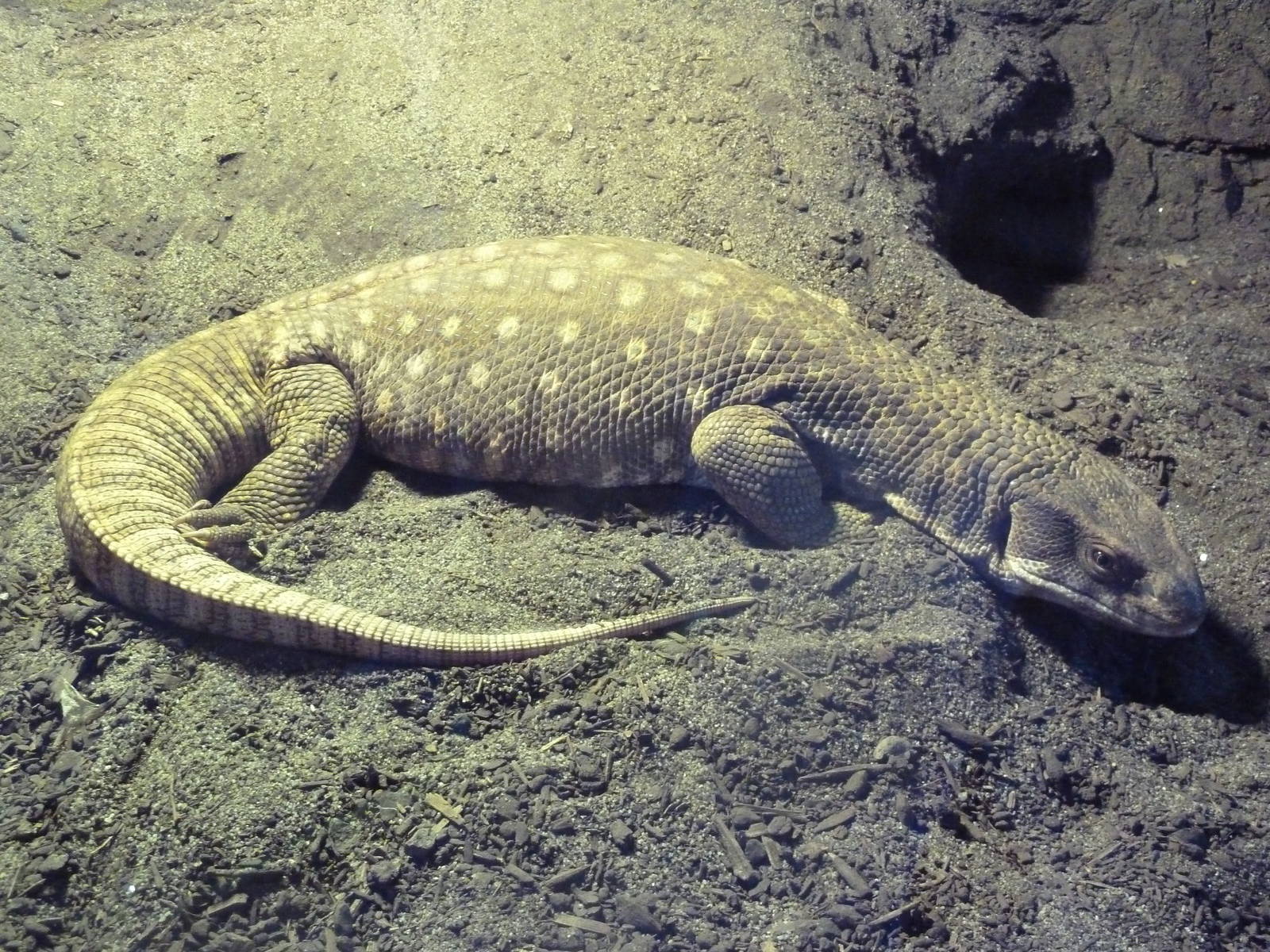 Savannah Monitor