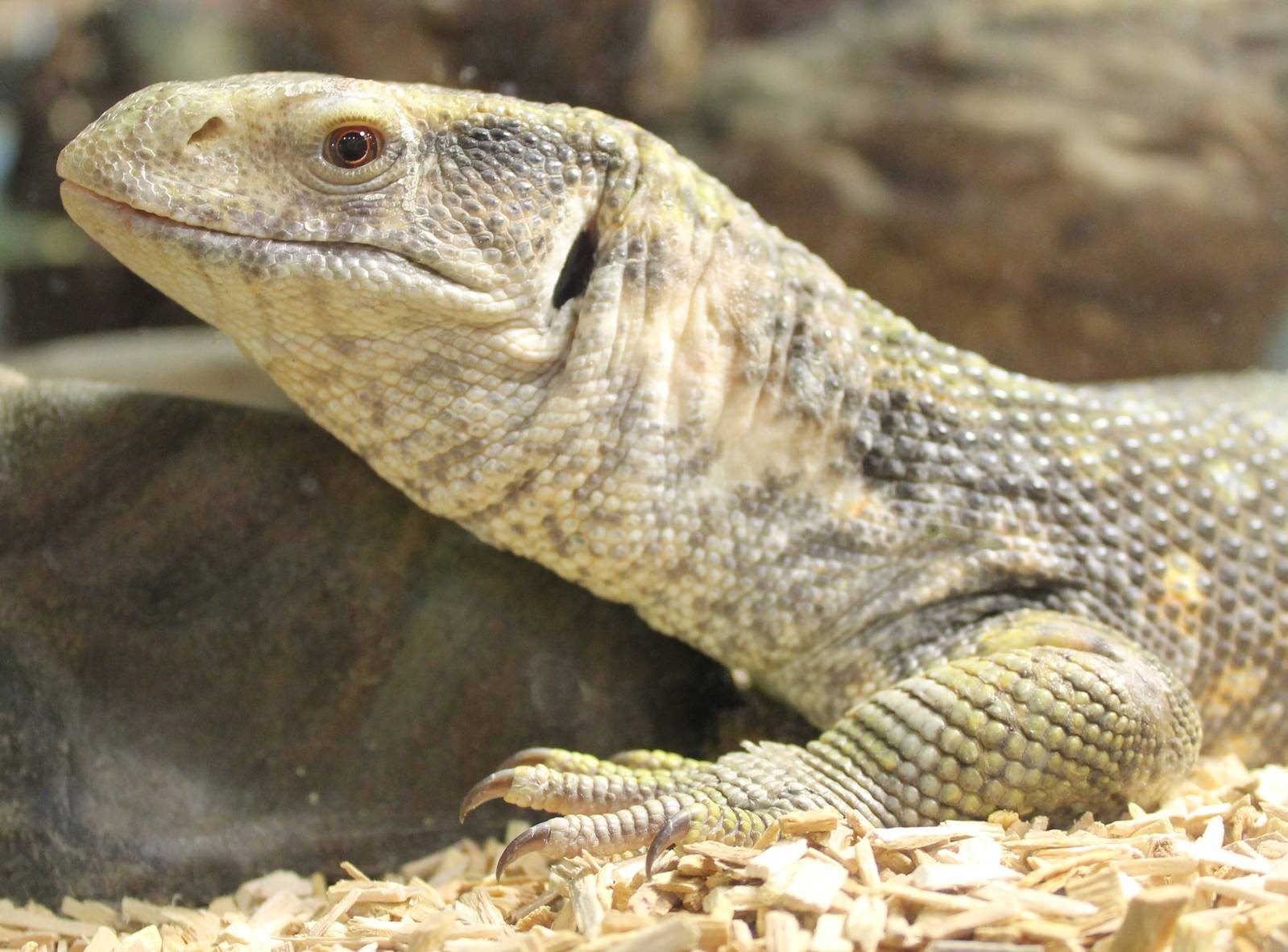 Savannah monitor