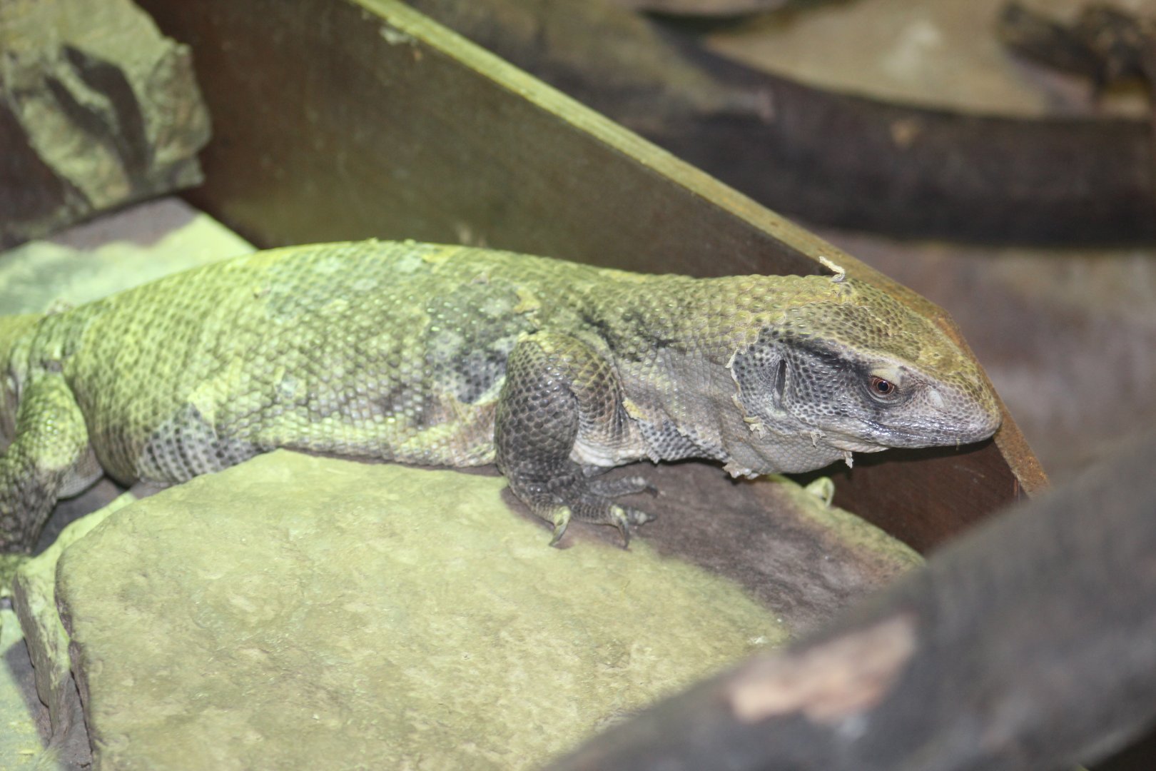 Savannah Monitor