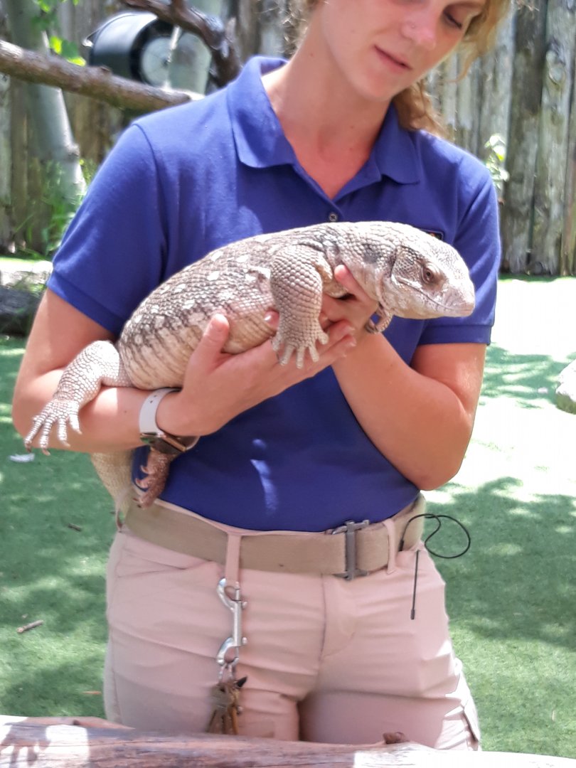 Savannah monitor