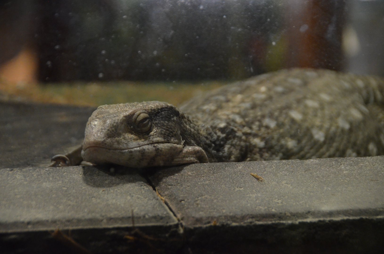 Savannah Monitor
