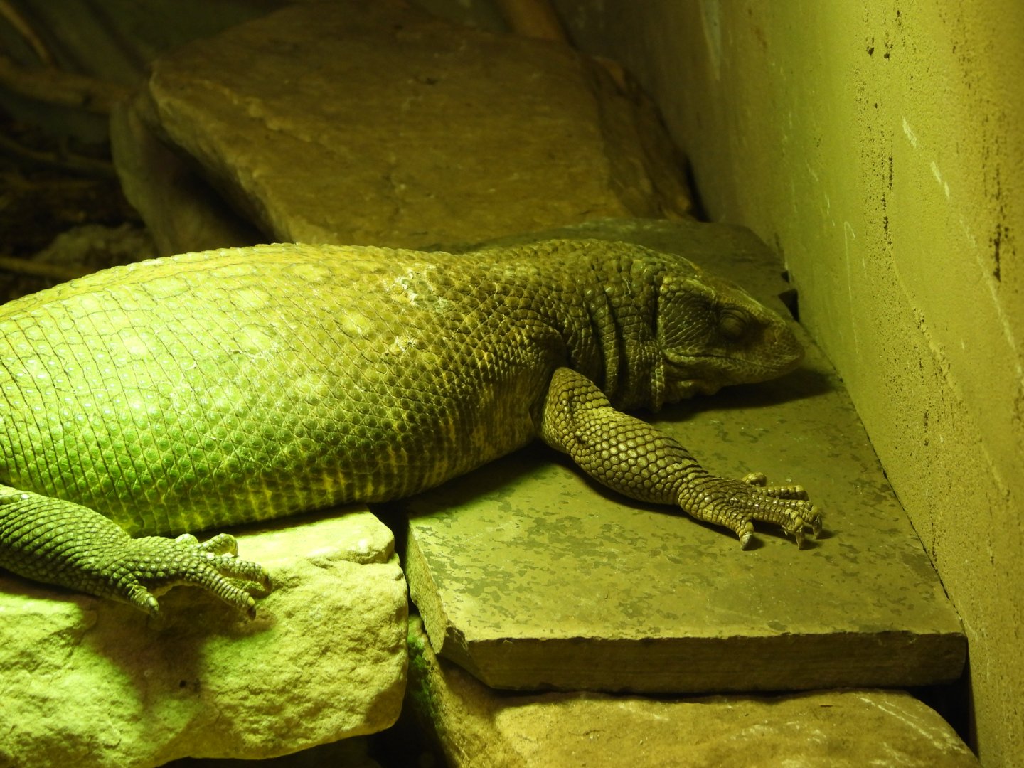 Savannah monitor
