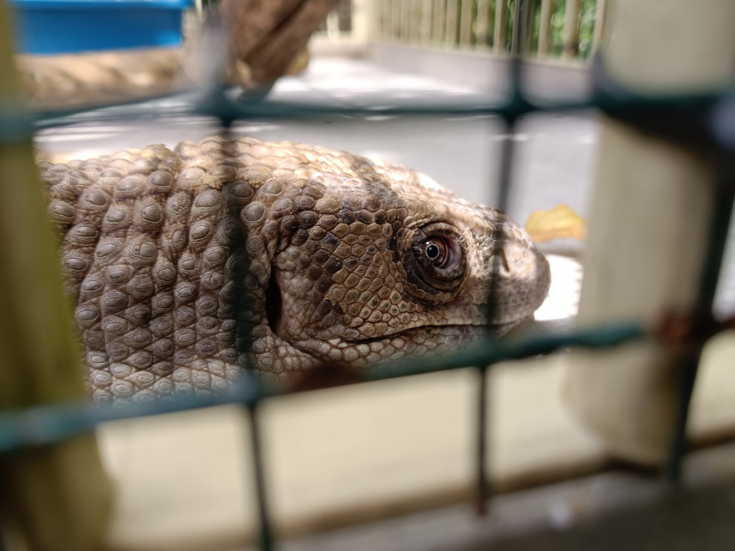 Savannah monitor