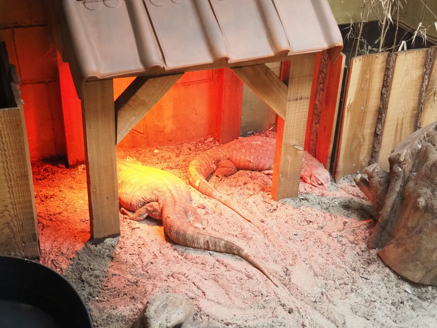 Savannah monitors (Varanus exanthemicus)