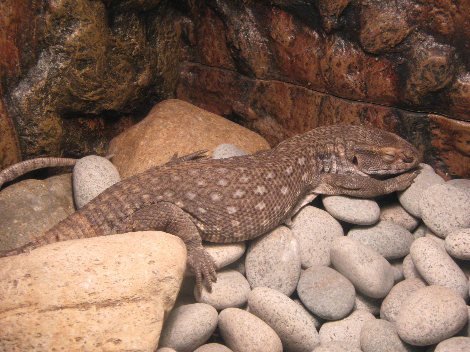 savannah or Bosc's monitor (Varanus exanthematicus)