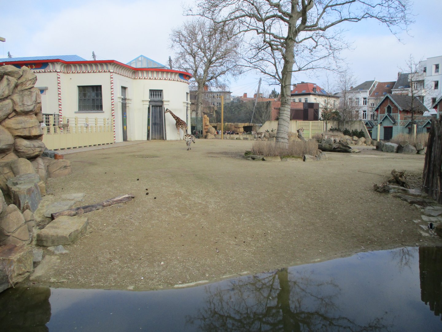 Savannah paddock (2021-02-27)