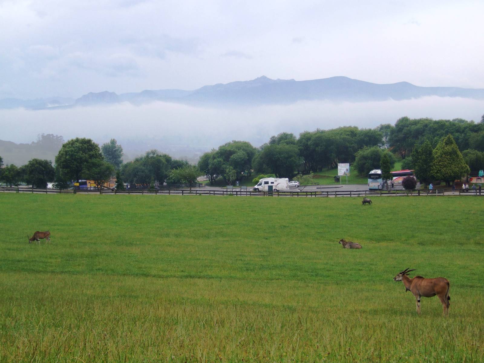 Savannah Paddock at Cabarceno, 11/06/15