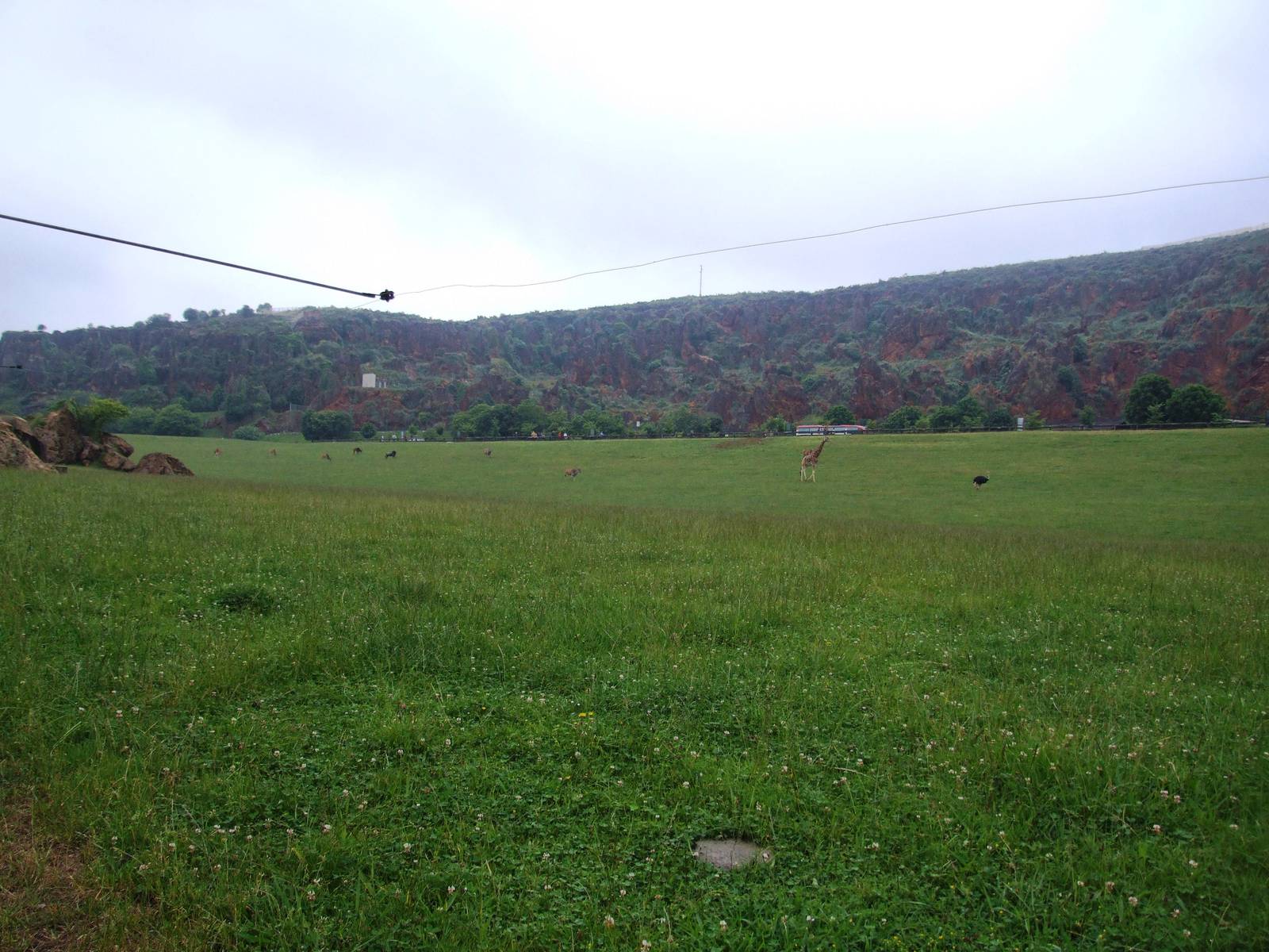 Savannah Paddock at Cabarceno, 11/06/15