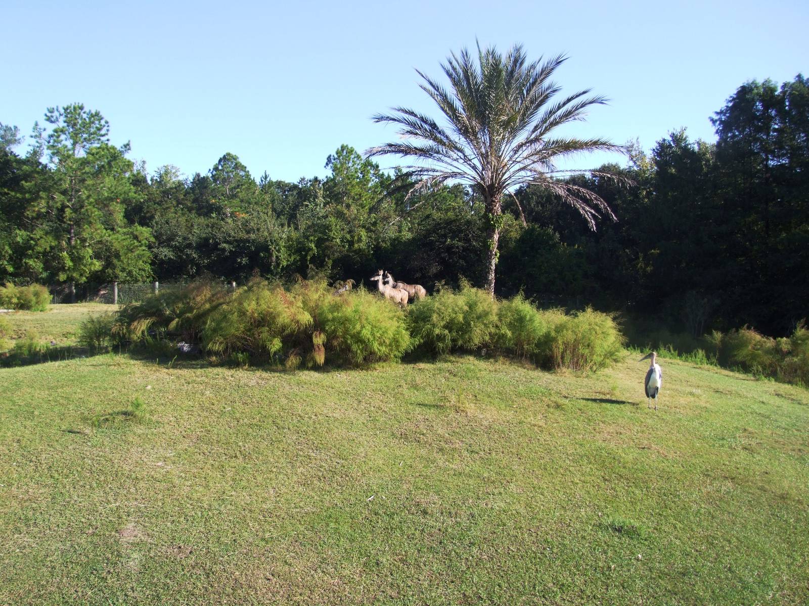 Savannah Paddock at Jacksonville, 10/10/13