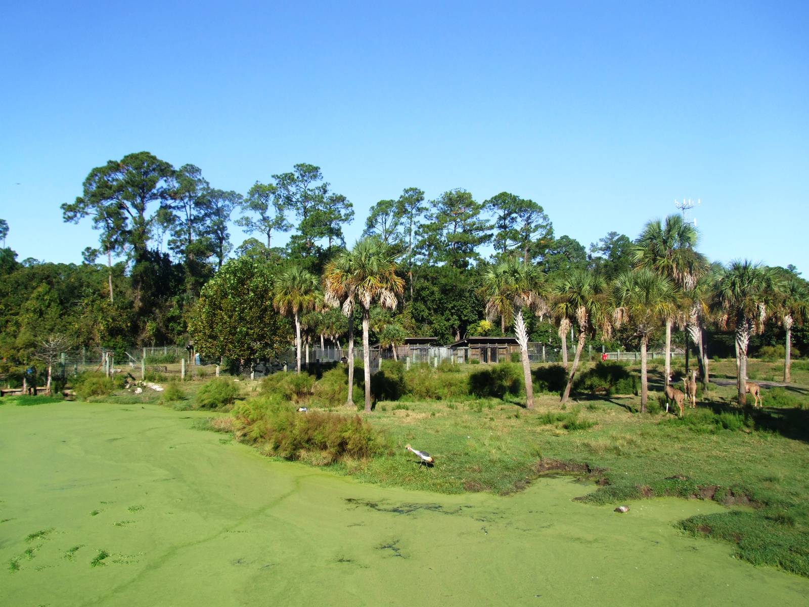 Savannah Paddock at Jacksonville, 10/10/13