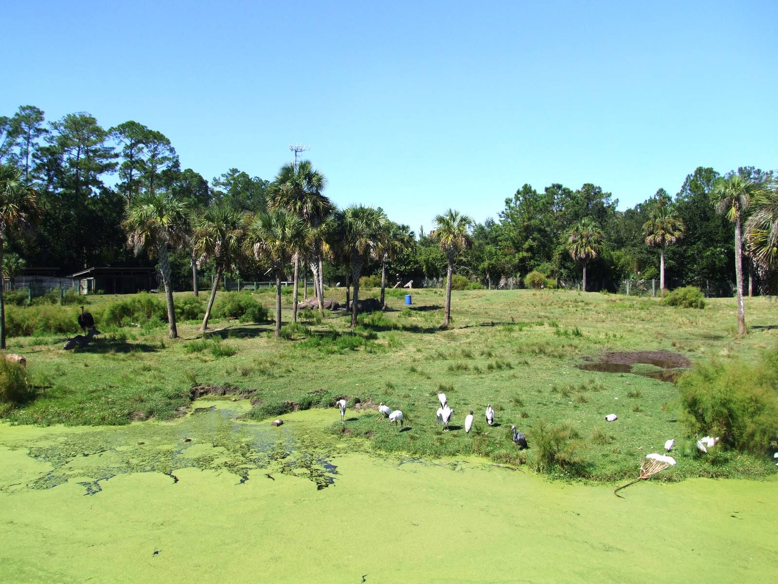 Savannah Paddock at Jacksonville, 10/10/13