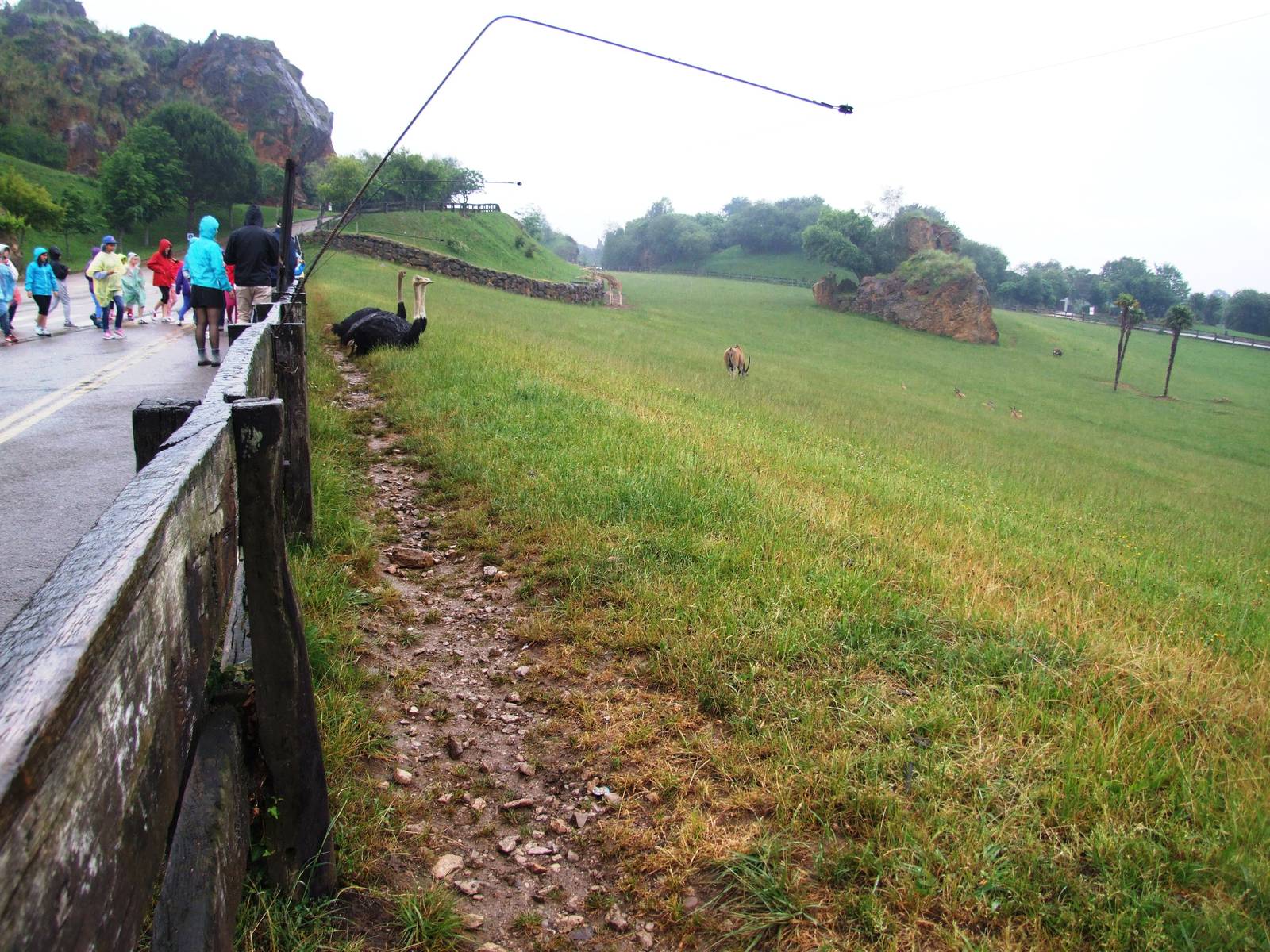 Savannah Paddock Viewing at Cabarceno, 11/06/15