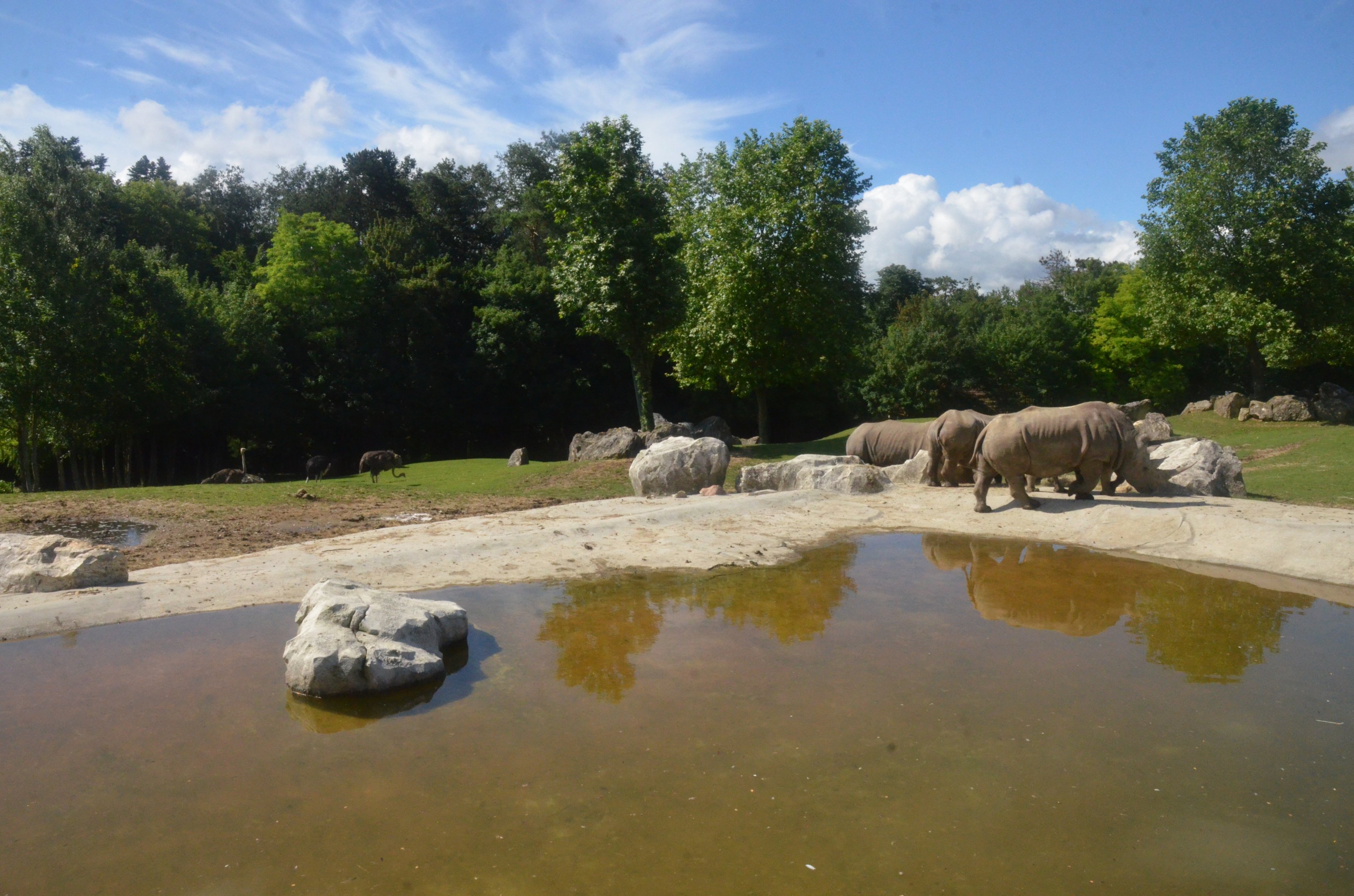 Savannah Paddock with White Rhinos at Beauval, 12/06/18