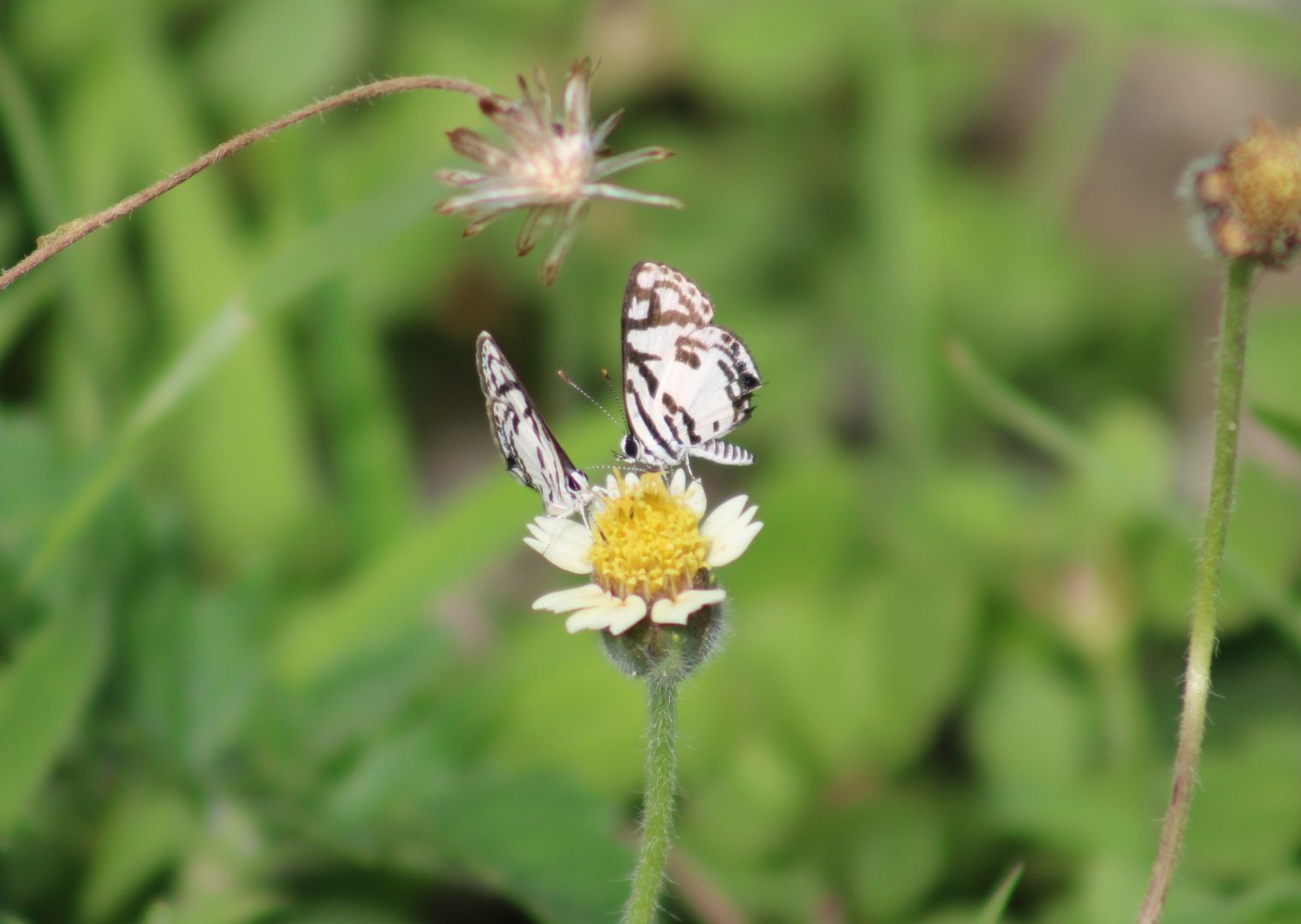 Savannah pied pierrots - Tuxentius cretosus nodieri