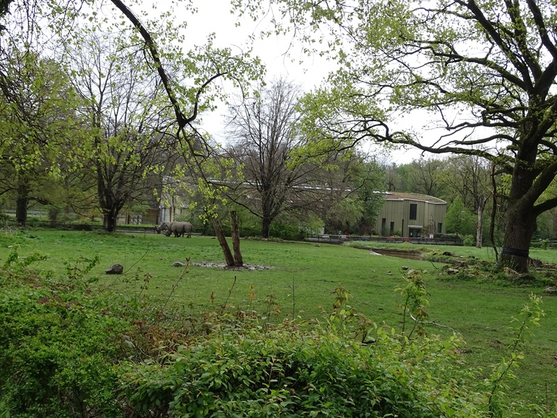 Savannah (rhino enclosure)