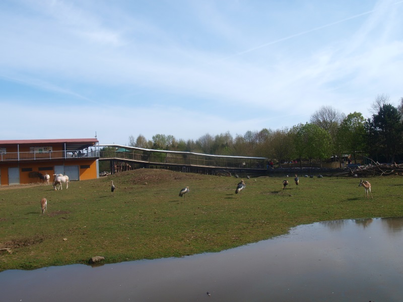 Savannah & savannah building (April 19th 2015).