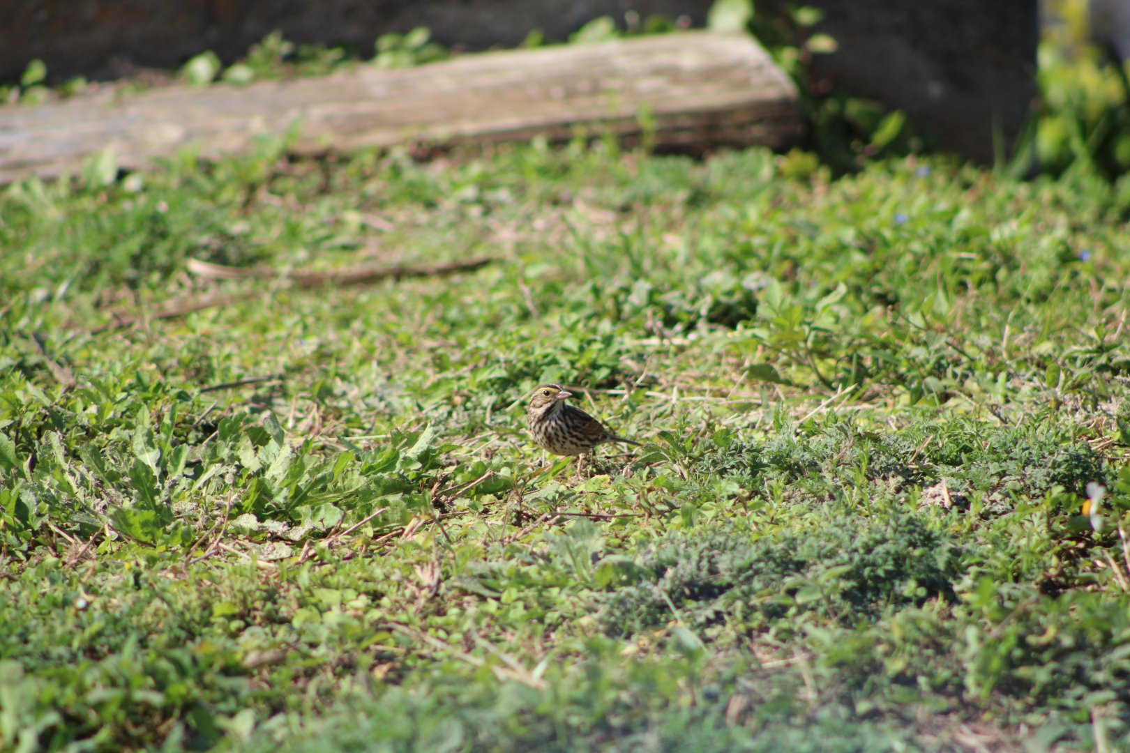 Savannah Sparrow (Passerculus sandwichensis ssp.)