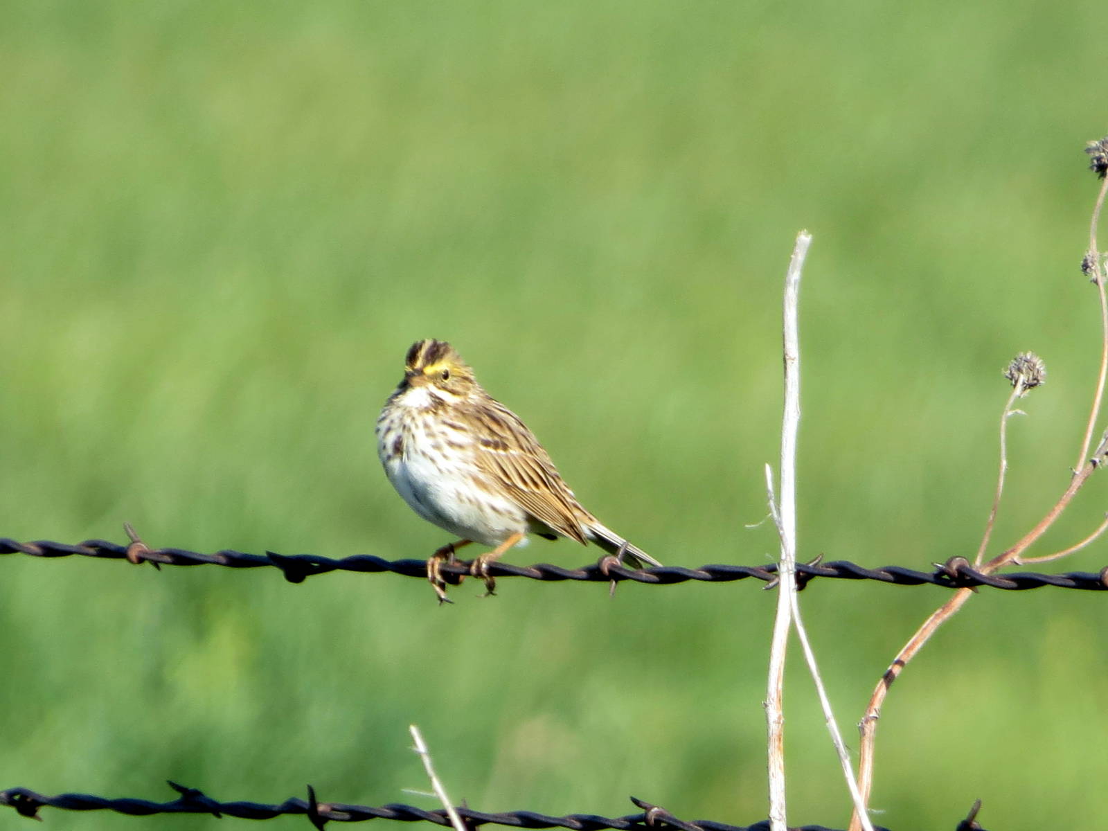 Savannah Sparrow