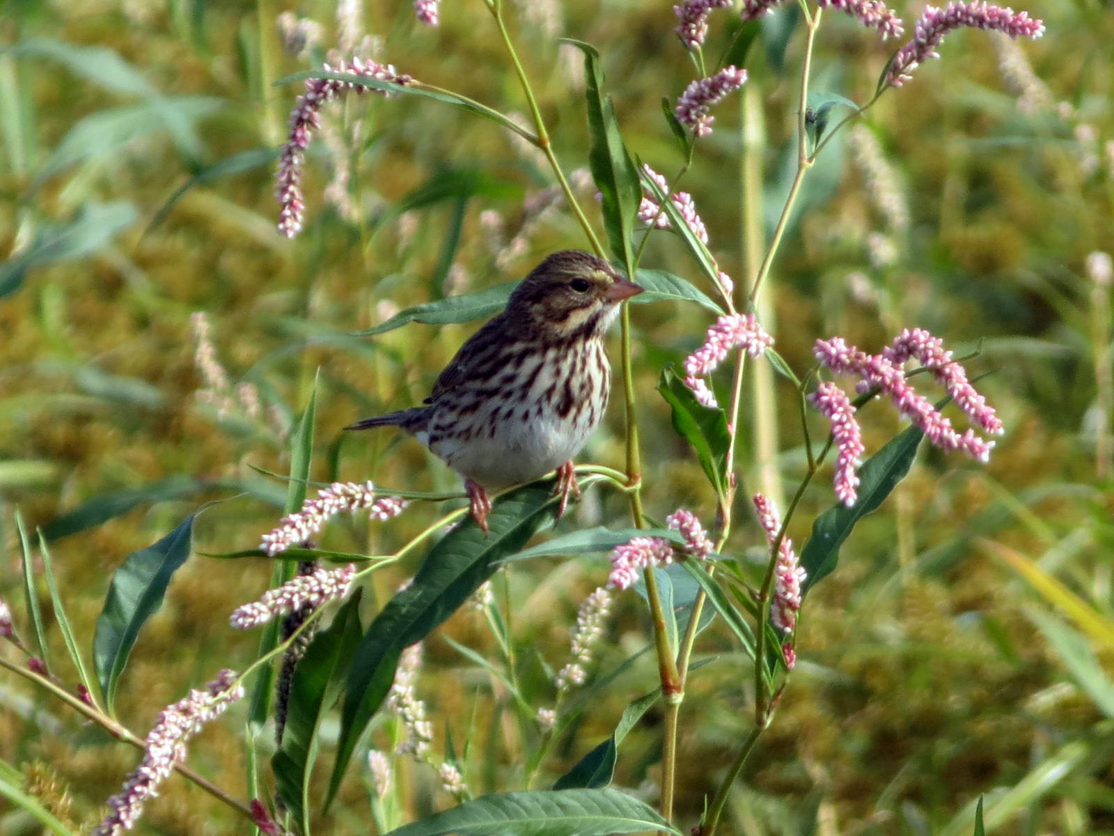 Savannah Sparrow