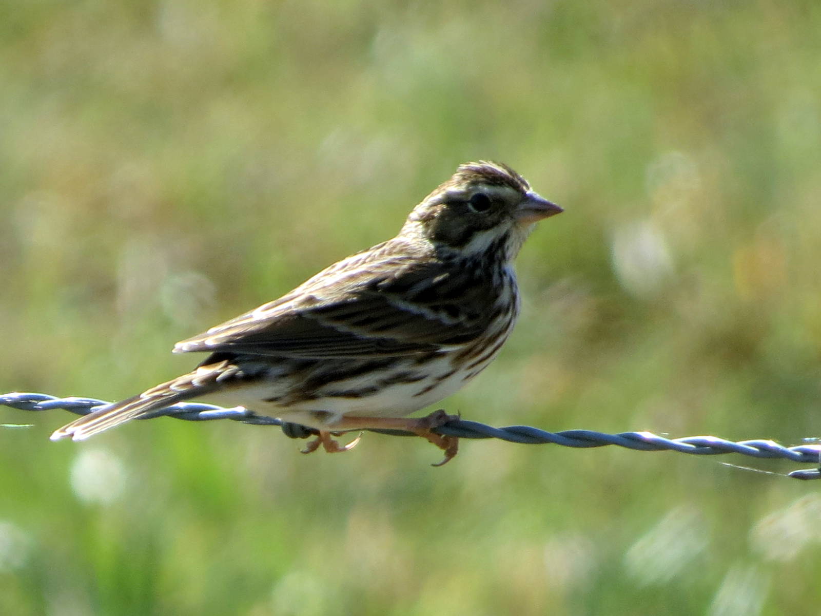 Savannah Sparrow