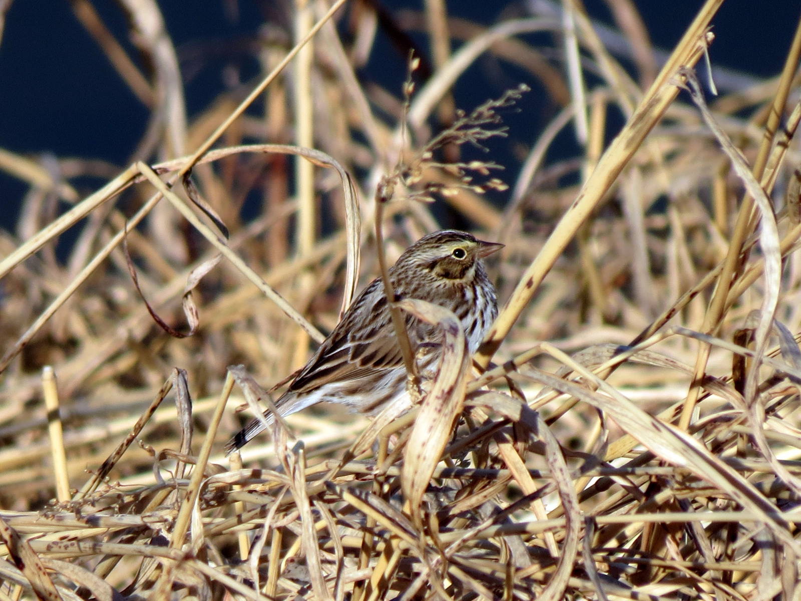 Savannah Sparrow