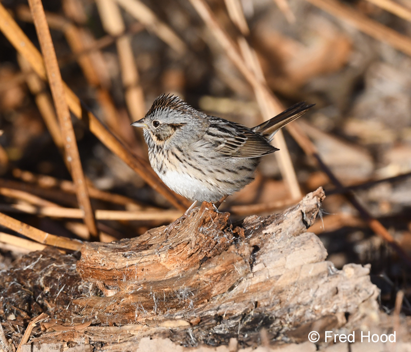 savannah sparrow