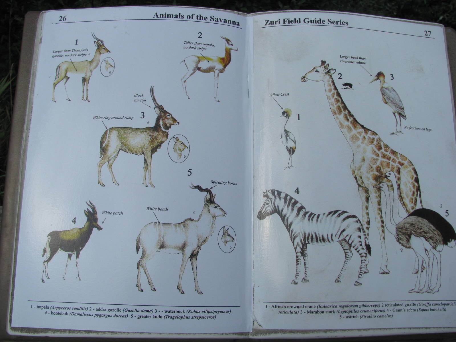 Savannah Species List