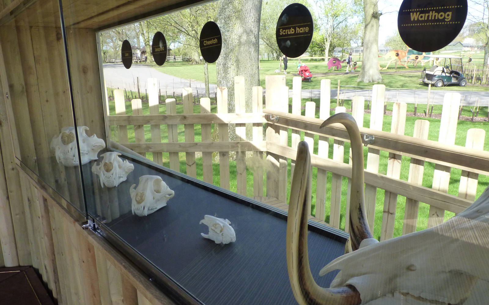 Savannah Tracks - Skull Display