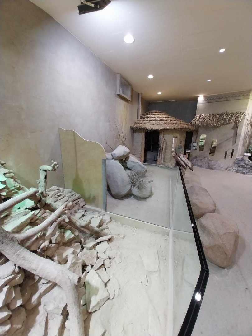 Savannenhaus - Fennec fox enclosure