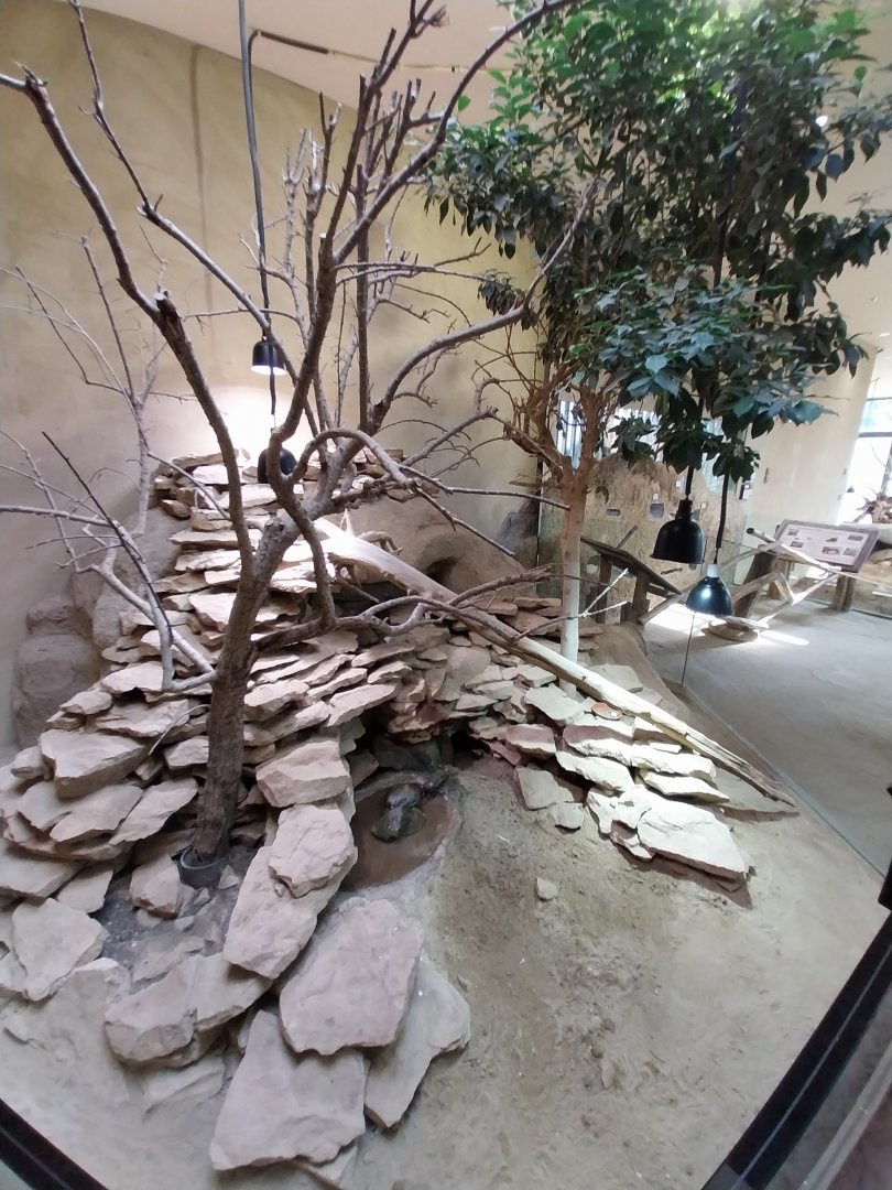 Savannenhaus - Mixed species enclosure