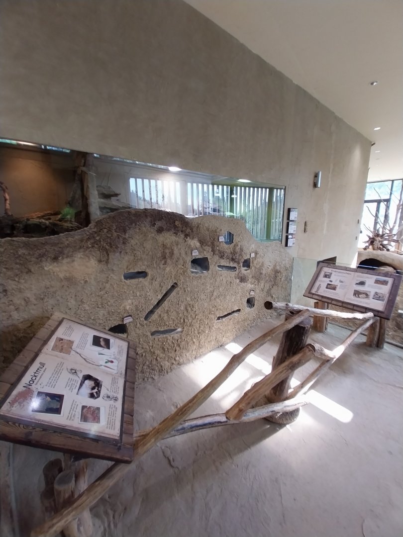 Savannenhaus -Naked mole rat