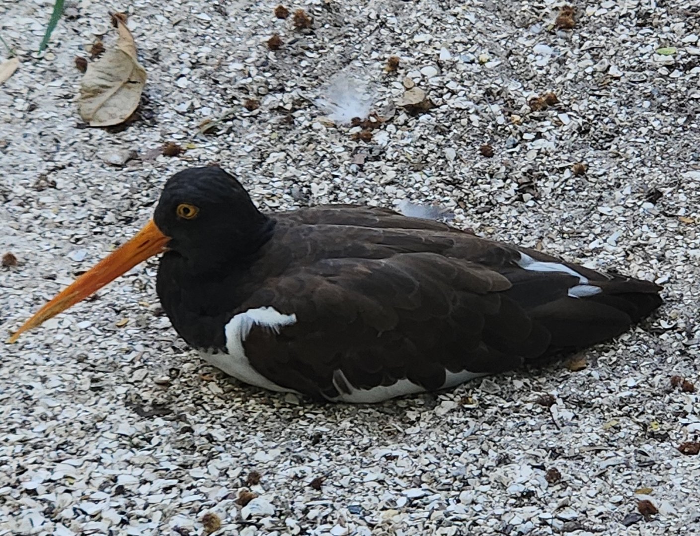 Save Our Seabirds - American Oystercatcher