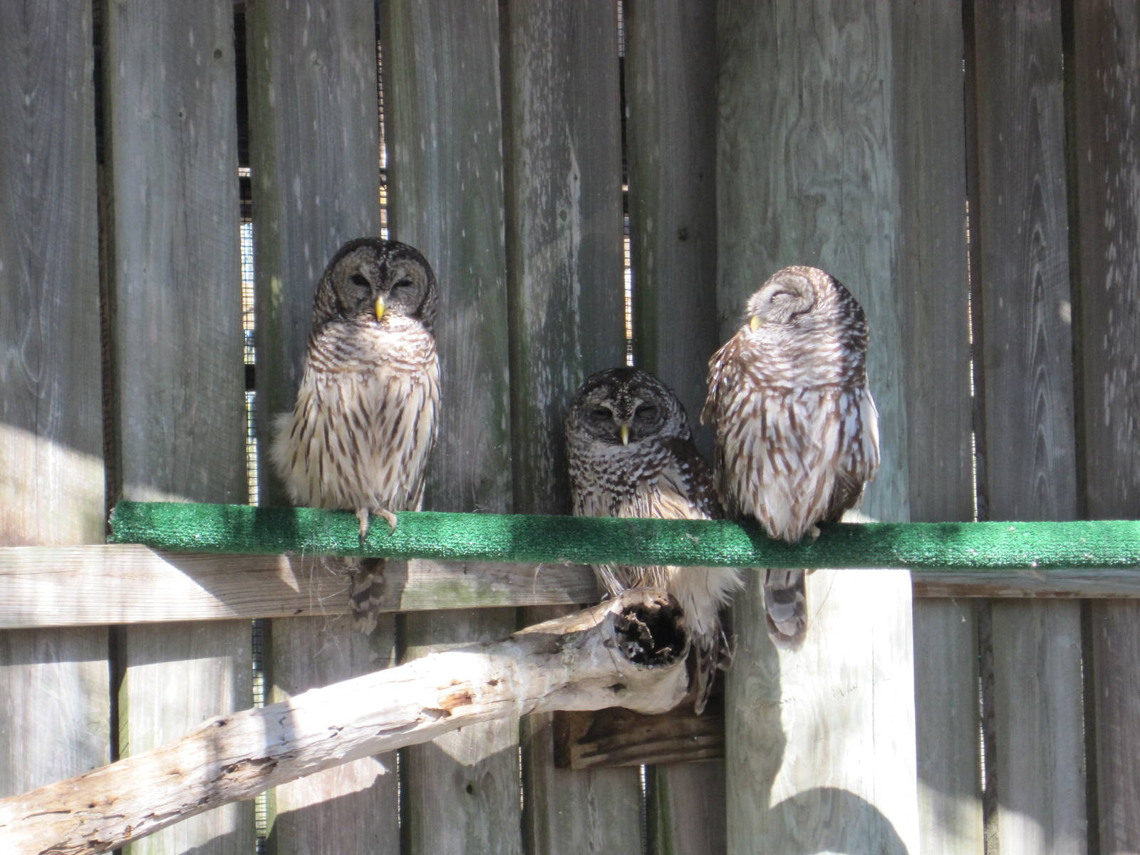Save Our Seabirds- Barred Owls