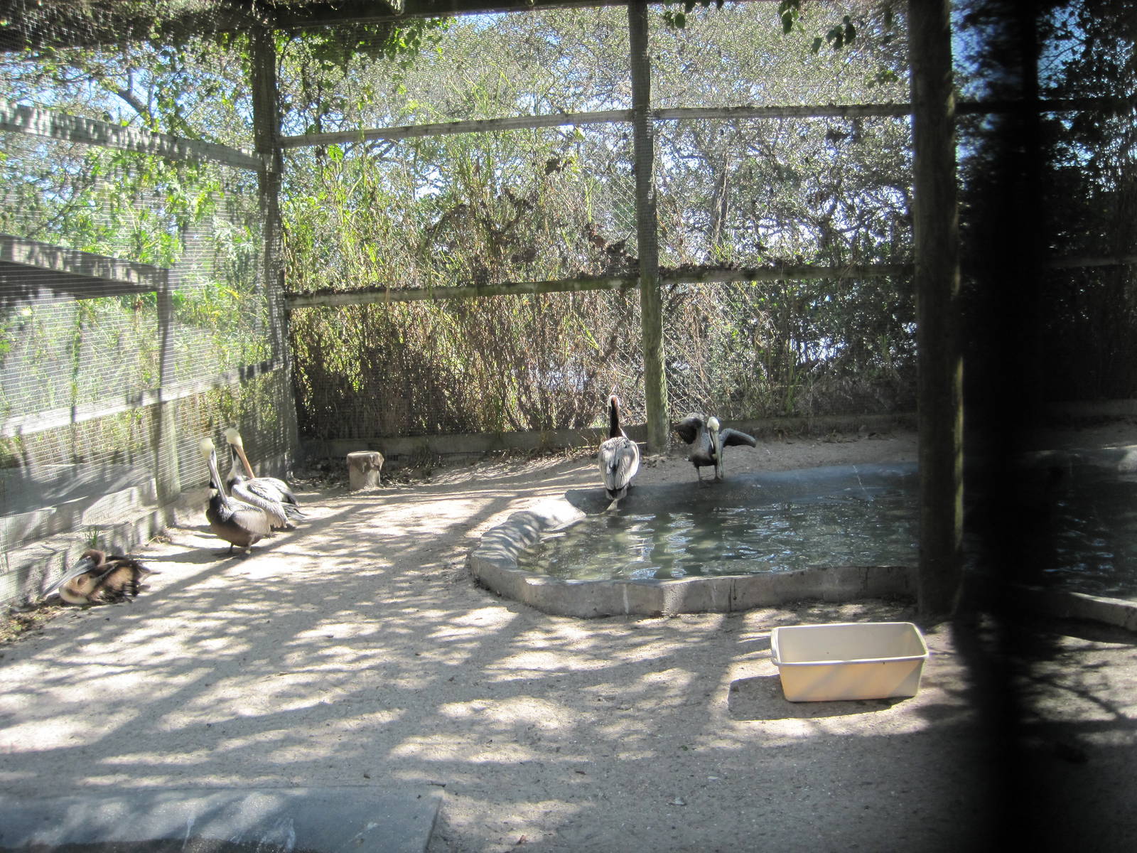 Save Our Seabirds- Brown Pelicans