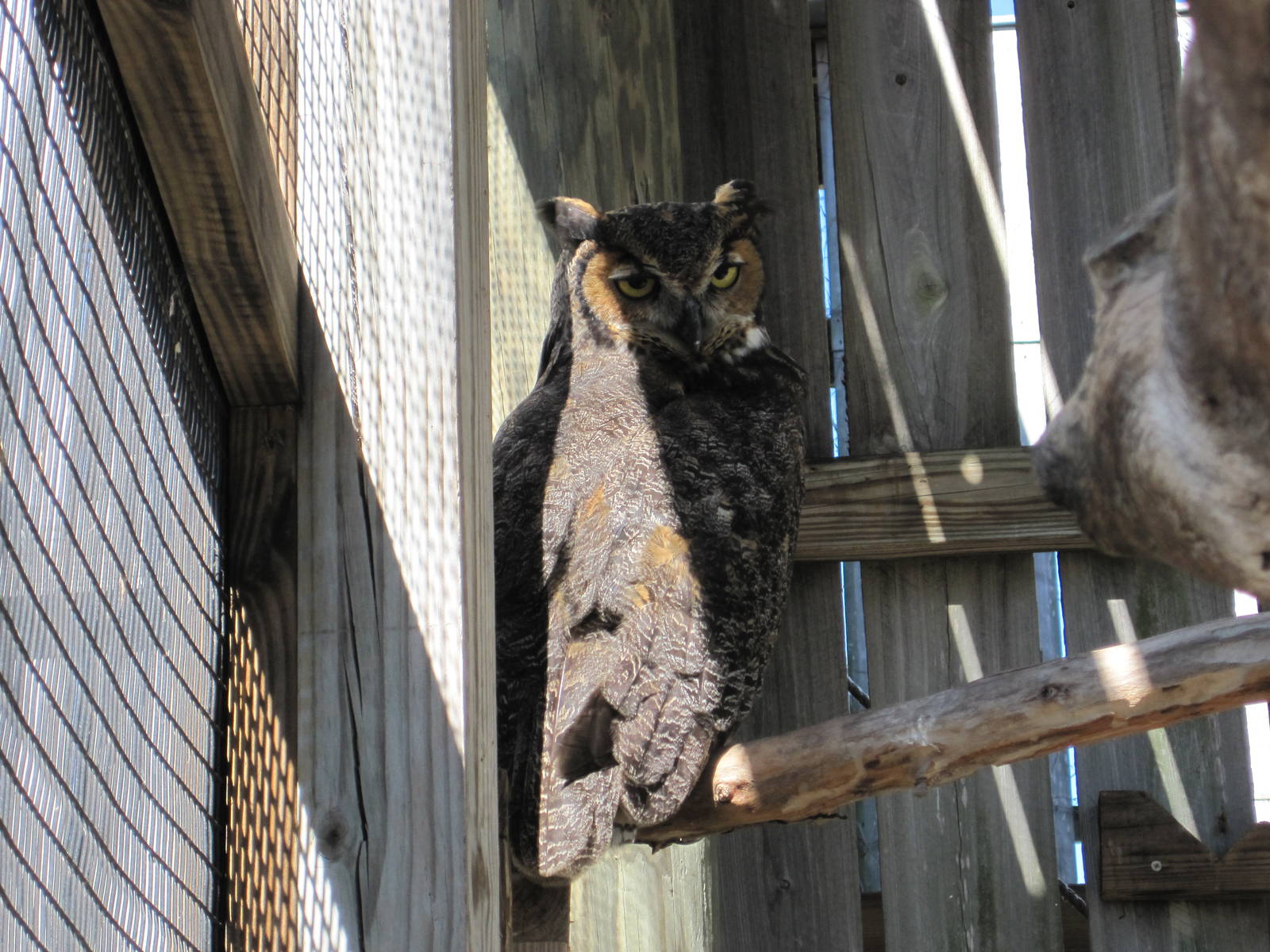 Save Our Seabirds- Great Horned Owl