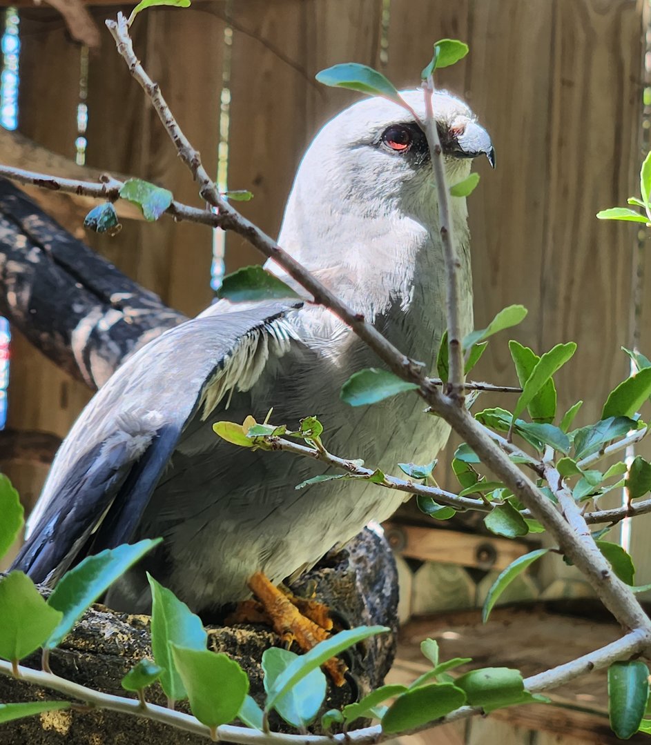 Save Our Seabirds - Mississippi Kite