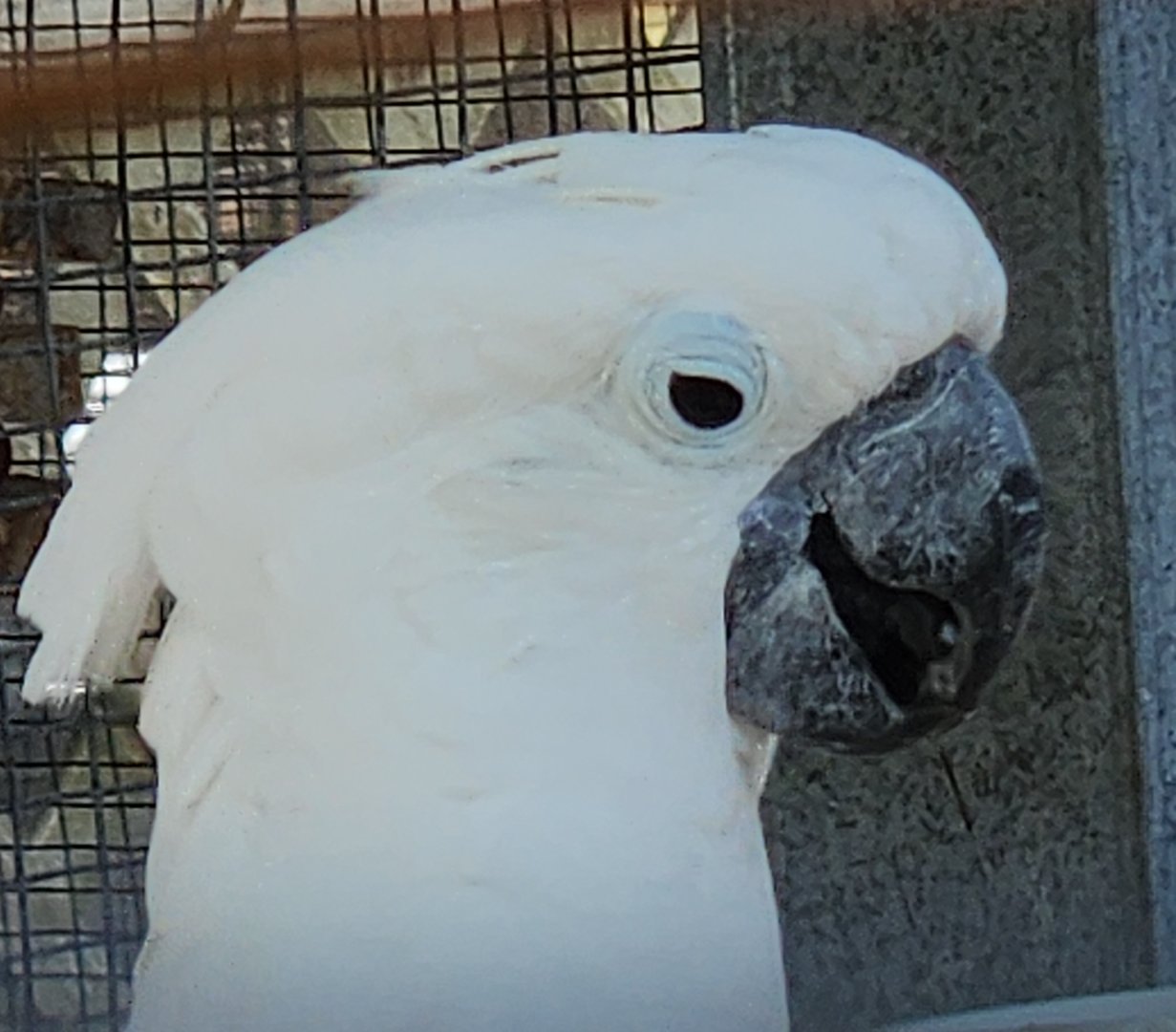 Save Our Seabirds - White Cockatoo