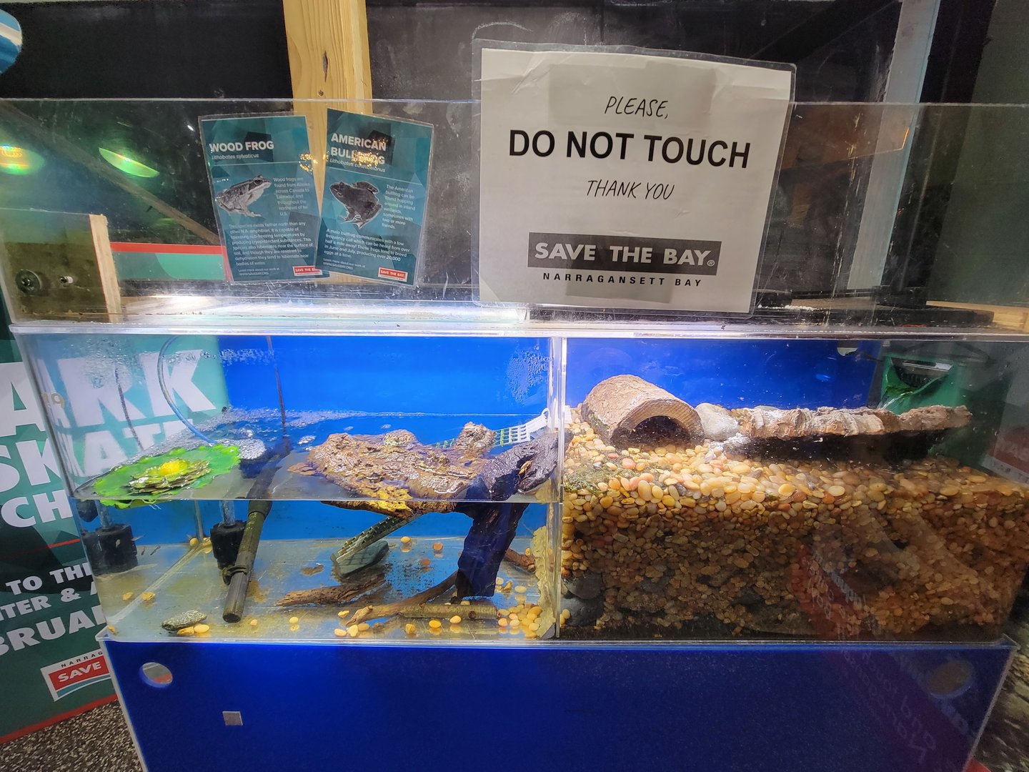 Save the Bay 7/22 - American bullfrog and wood frog