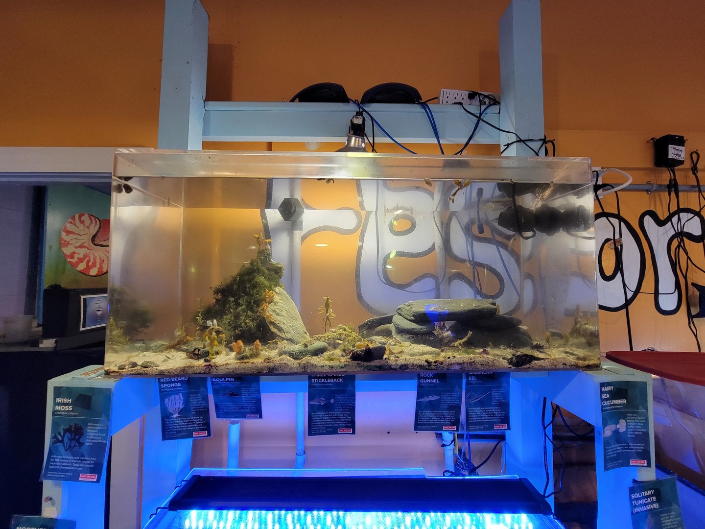 Save the Bay 7/22 - American eel tank