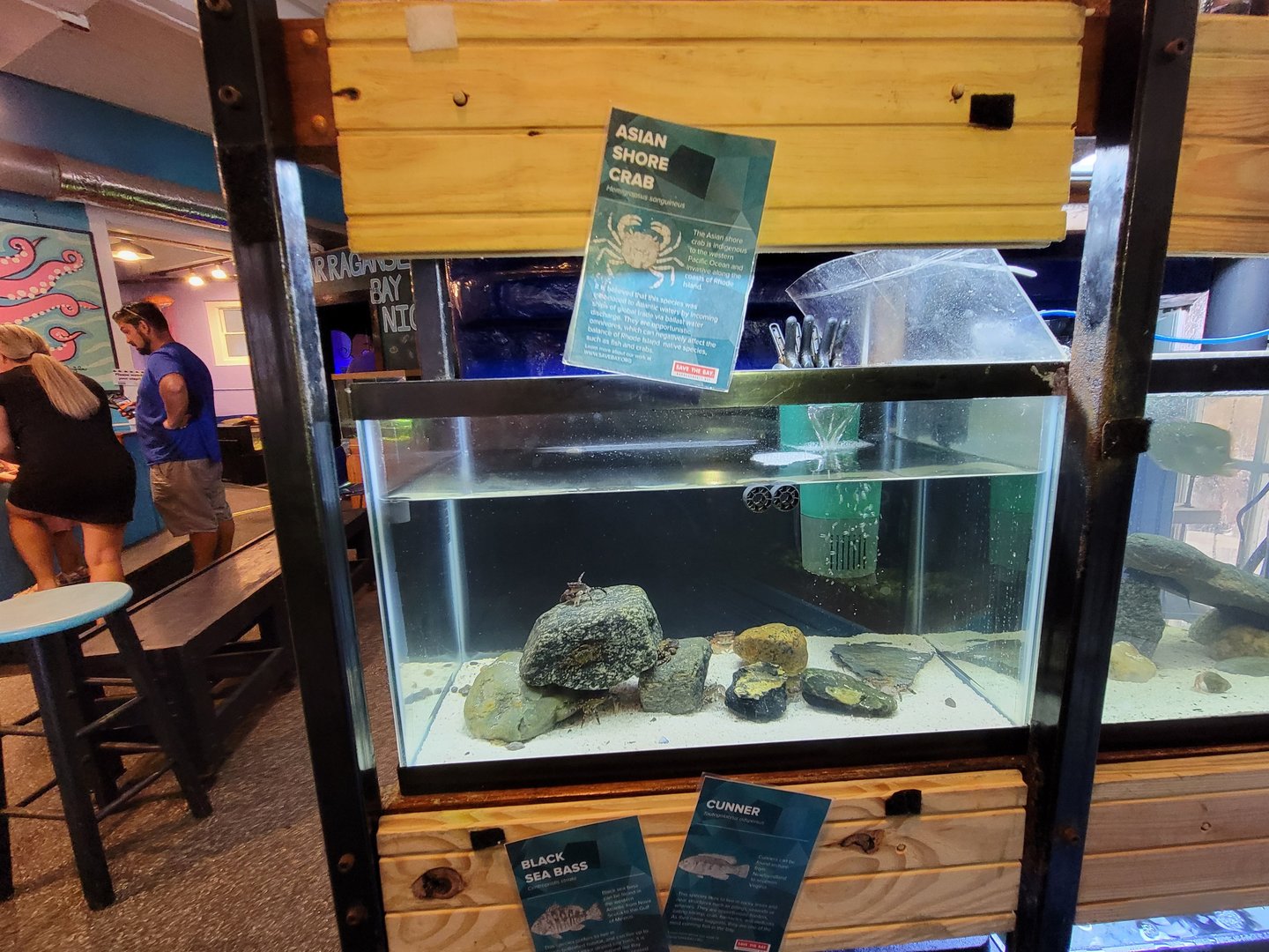 Save the Bay 7/22 - Asian shore crab Hemigrapsus sanguineus