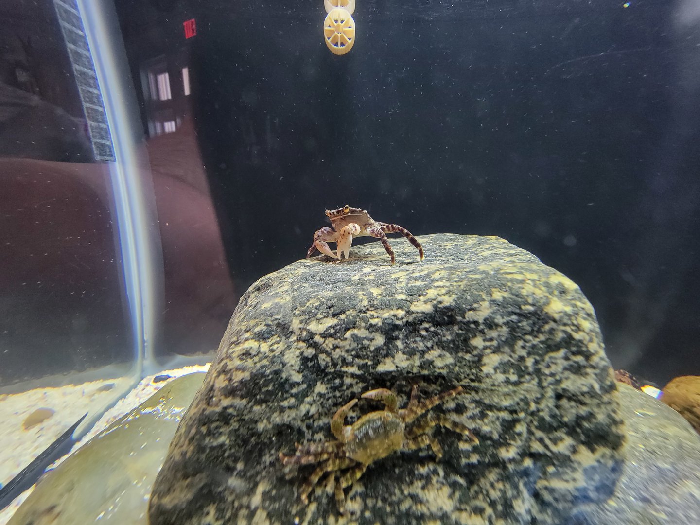 Save the Bay 7/22 - Asian shore crab, Hemigrapsus sanguineus