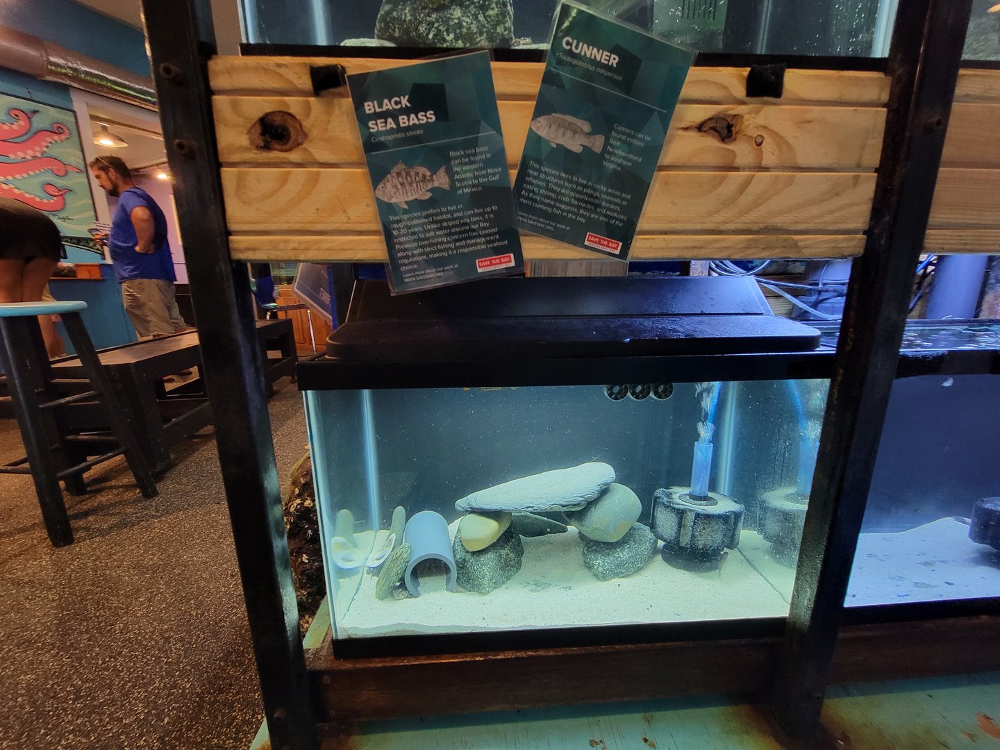 Save the Bay 7/22 - Atlantic black sea bass Centropristis striata, cunner Tautogolabrus adspersus