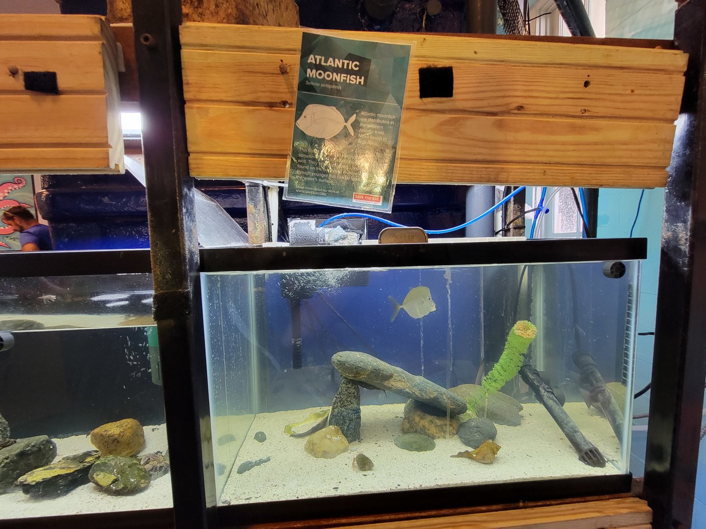 Save the Bay 7/22 - Atlantic moonfish, Selene setapinnis